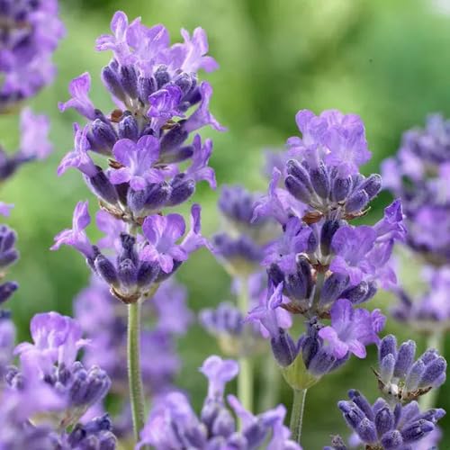 Lavender Flower - Heirloom, Non - Gmo Seeds