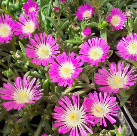 Pink Delosperma Flower - Heirloom, Non - Gmo Seeds