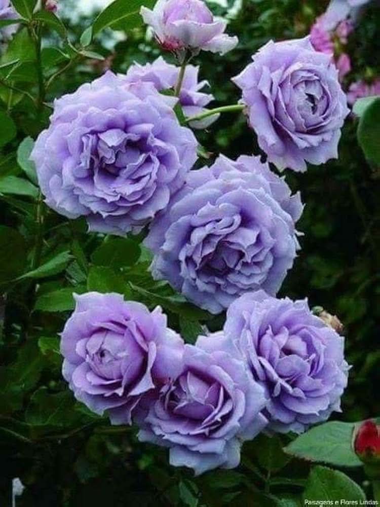 Rainbow Rose Rosa hybrida violet flower seeds for home garden and balcony containers
