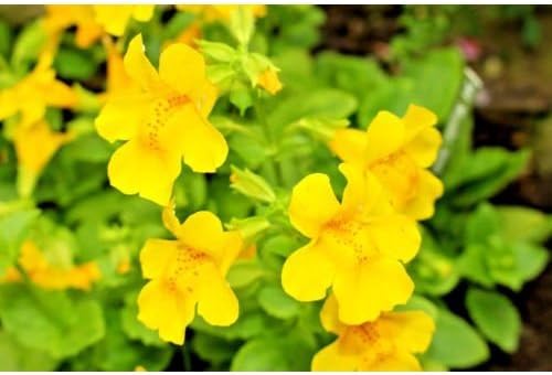 Yellow Mimulus Guttatus Flower Seeds for Planting - 100