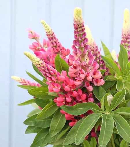 Pink Lupine - Heirloom, Non - Gmo Seeds