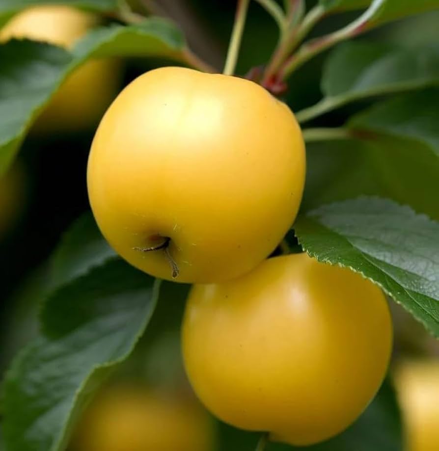 French Wild Apple Premium Seeds Malus sylvestris Fruit Plants – Heirloom, Non-GMO, High Germination Organic Garden Seeds