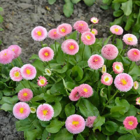 Daisy Flower Seeds (Bellis Perennis, White, Pink, Red, Blue, )