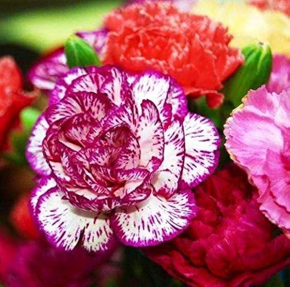 Carnation Dianthus caryophyllus flowering seeds for indoor pots and vertical gardens
