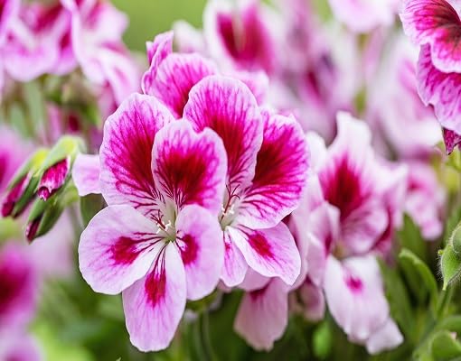 Pink Geranium Flower - Heirloom, Non - Gmo Seeds