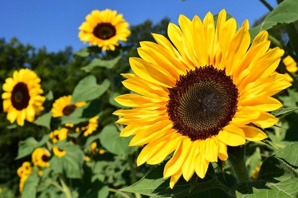 Sunflower Helianthus Annuus Flower Seeds for Planting – Great for Backyard Gardening and Pollinator Attraction