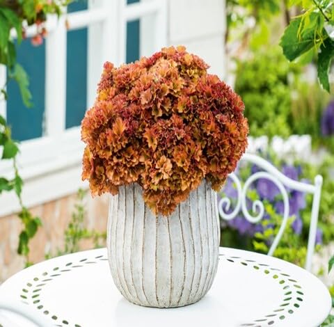 Orange Heuchera - Heirloom, Non - Gmo Seeds