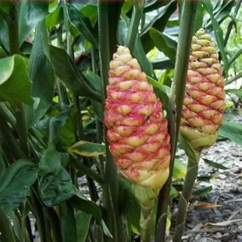 Organic Ginger Seeds – Potted Herb