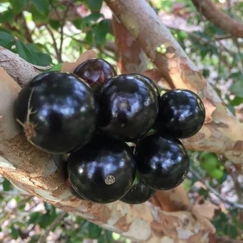 Black Cauliflora Fruit - Heirloom, Non - Gmo Seeds