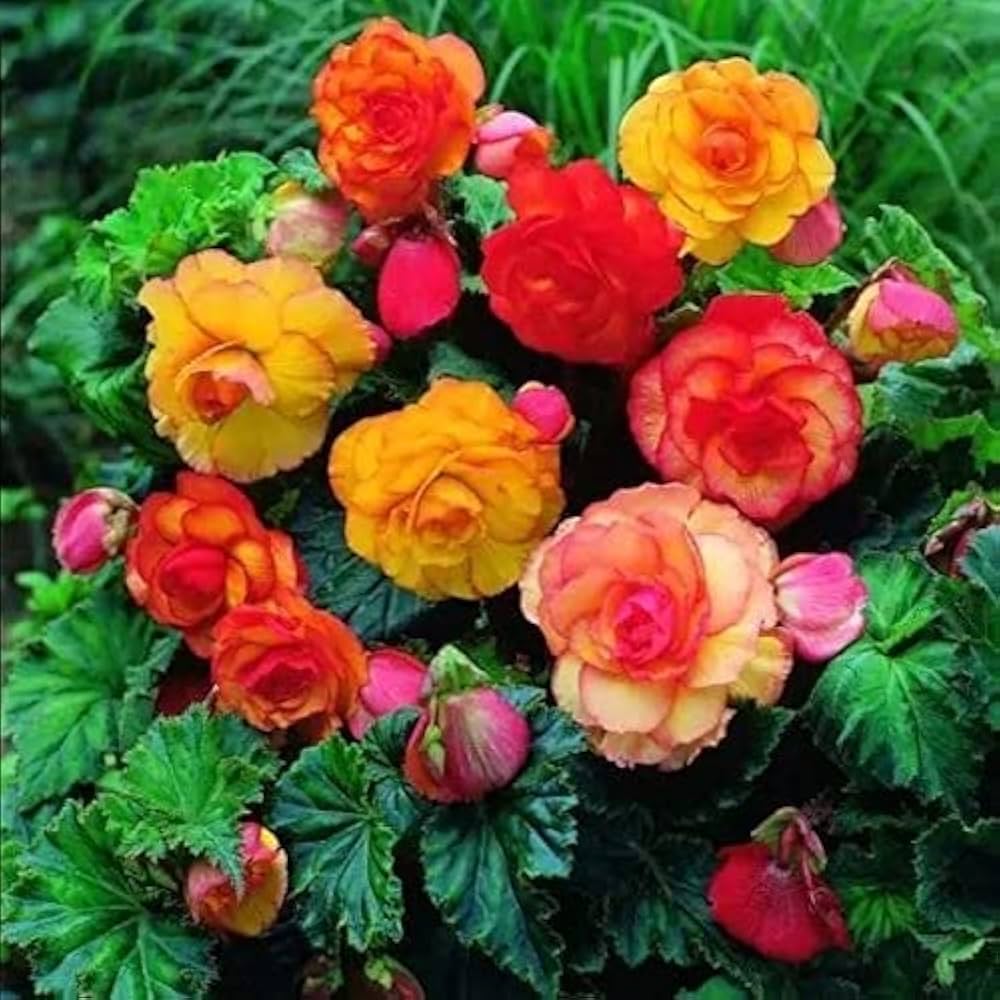 Begonia Mixed Colors Shade-Loving Flower Seeds for Garden