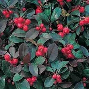 Red Gaultheria Fruit - Heirloom, Non - Gmo Seeds
