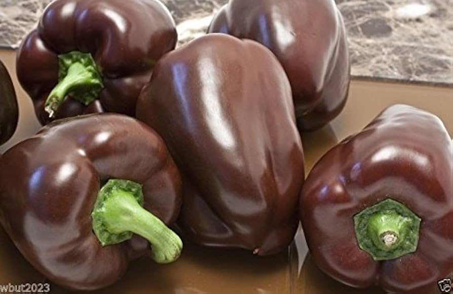 Chocolate Beauty Sweet Pepper (Capsicum annuum) seeds for vegetable planting