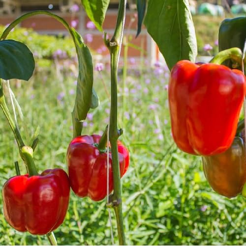 Red Pepper - Heirloom, Non - Gmo Seeds