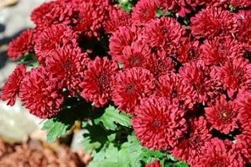 Chrysanthemum Deep Red Flower Seeds for Planting - NON GMO Seeds for planting in your garden.