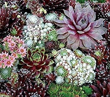 Mixed Sempervivum Flower Seeds for Planting 100 seeds for planting in home garden