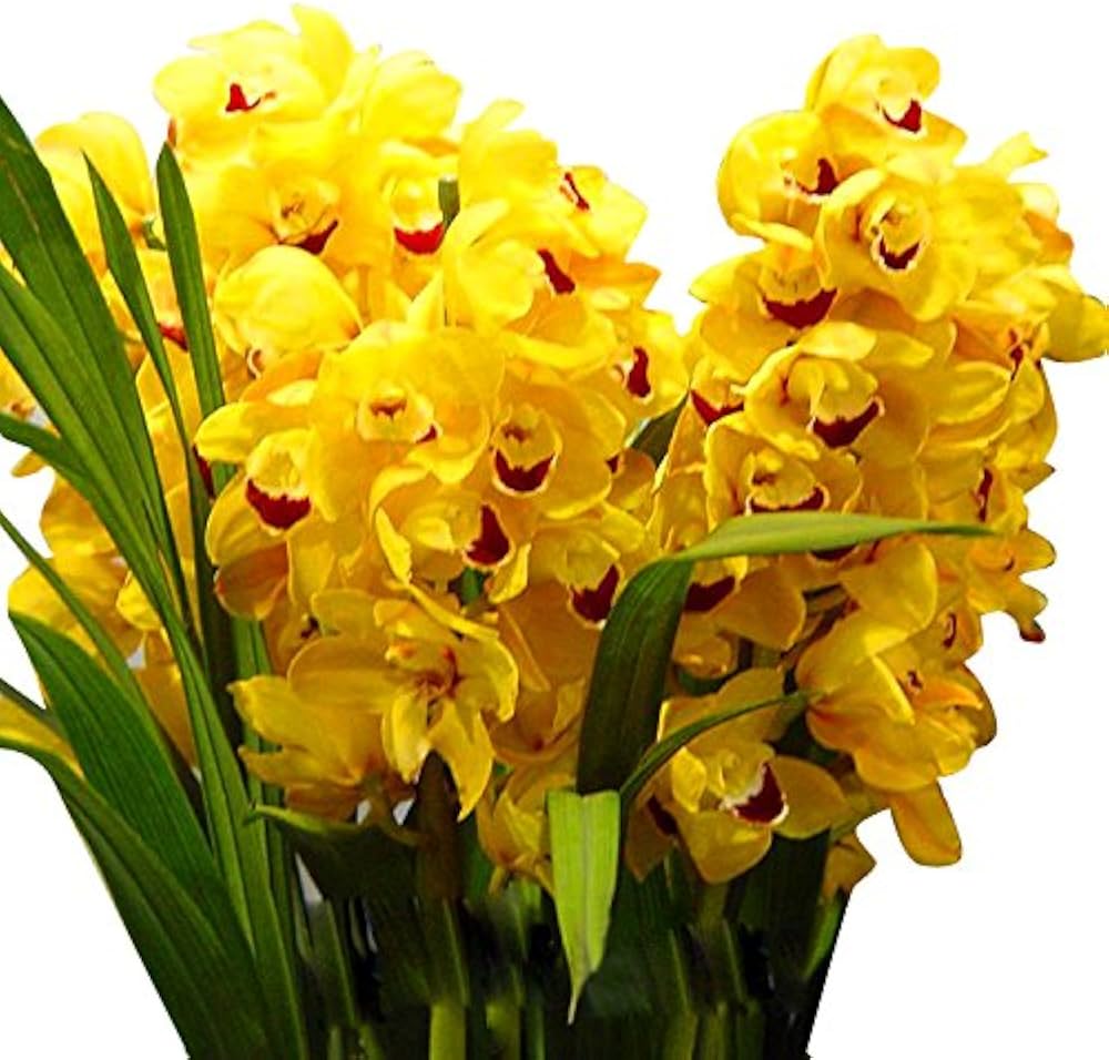 Cymbidium Orchid Seeds for Planting - Perfect for Home Garden & Flower Bed