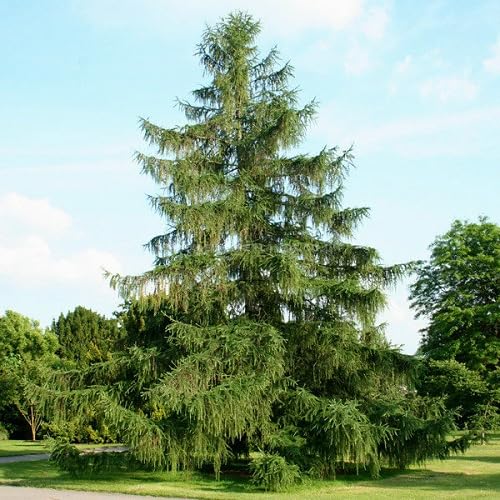Green Larch Tree - Heirloom, Non - Gmo Seeds