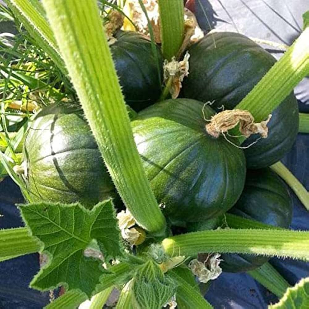 Zucchini Cucurbita pepo Tonda di Toscana vegetable seeds for planting in kitchen garden or backyard beds