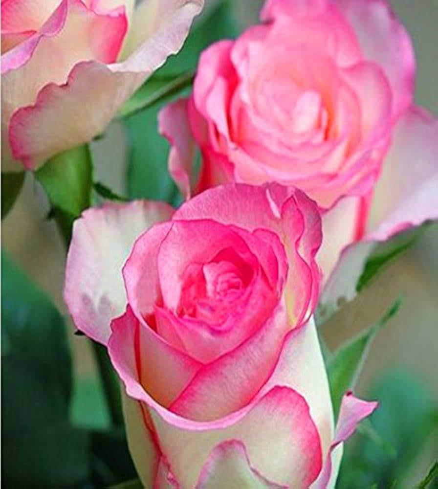 Rose White Heart Pink Rosa flower seeds (rare) for planting in home garden or indoor pots