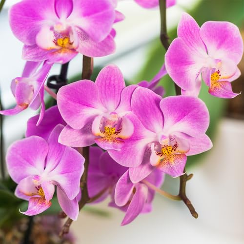 Purple Orchid Flower - Heirloom, Non - Gmo Seeds