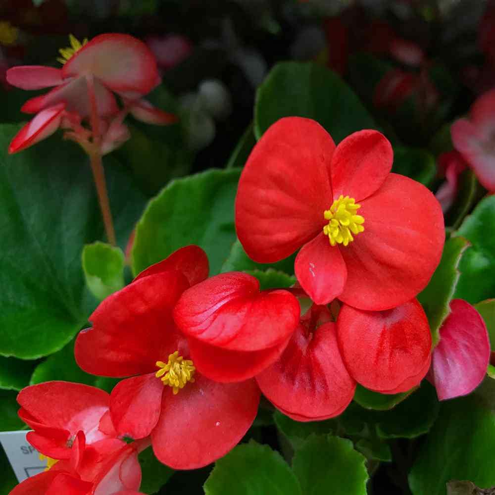 Begonia Hybrida Voss Decorative Flowering Seeds For Planting