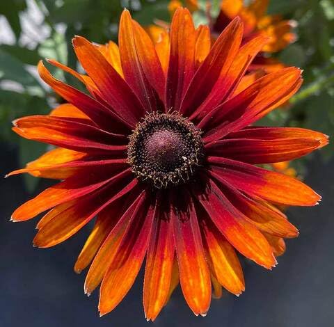 Orange Rudbeckia Flower