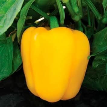 Mixed Capsicum pepper seeds for garden planting