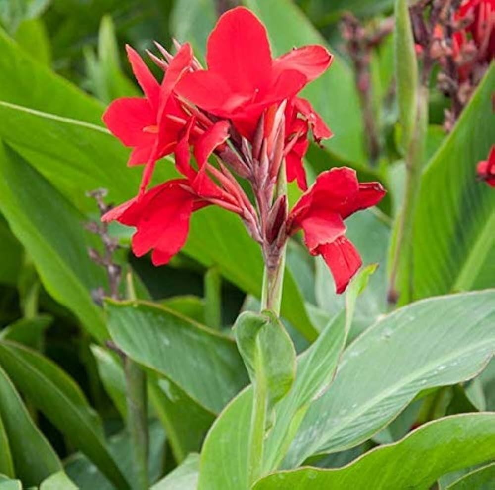 Canna Flower Seeds for Planting – Tropical Bold Garden Blooms
