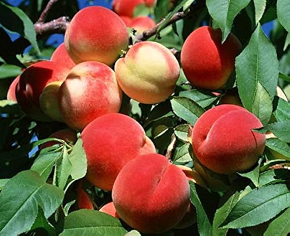 Bonsai Peach Tree Seeds for Planting Bio Blooming Fruit Garden ( pc)