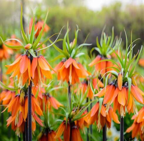 Orange Kaiserkrone Flower