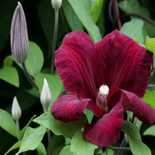 Giant Clematis Flower Marron - Heirloom, Non - Gmo Seeds