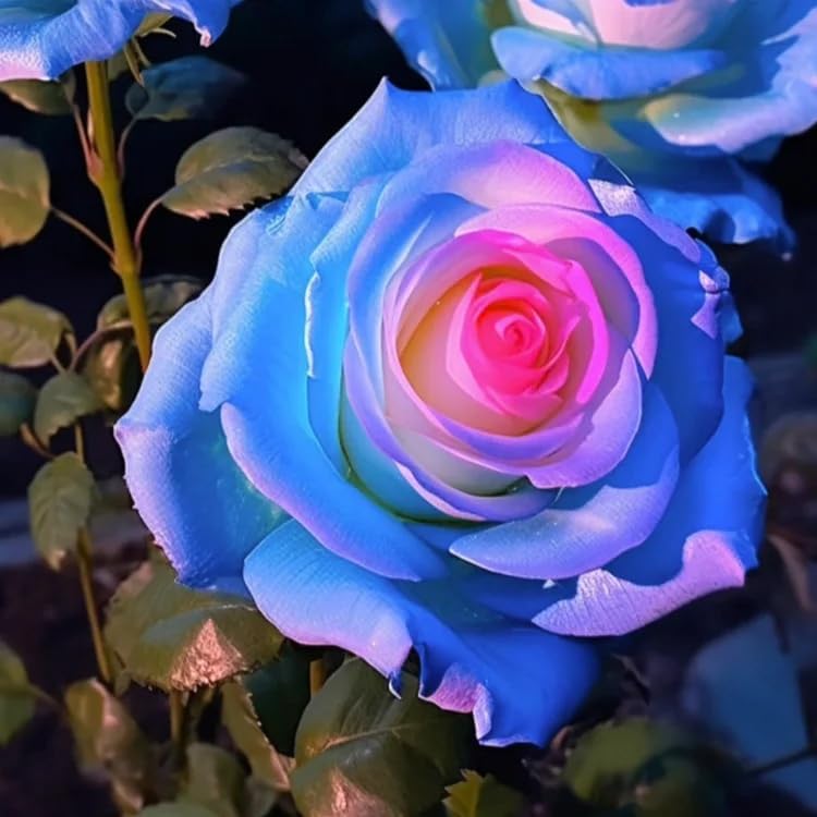 Rose Mix Rosa Blue flower seeds for planting in home garden or mixed flower beds