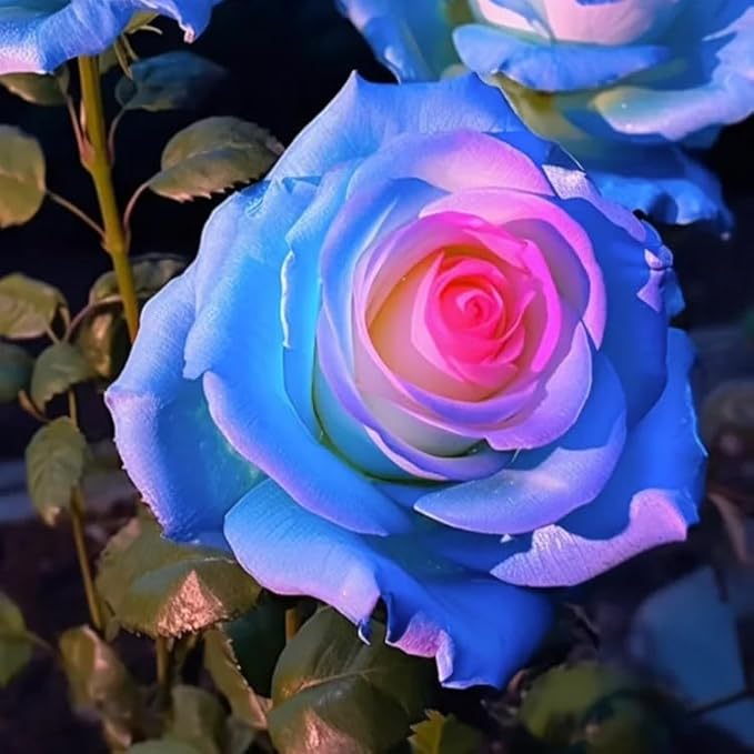 Rose Rosa hybrida colorful flower seeds for planting in backyard vertical garden or decorative beds