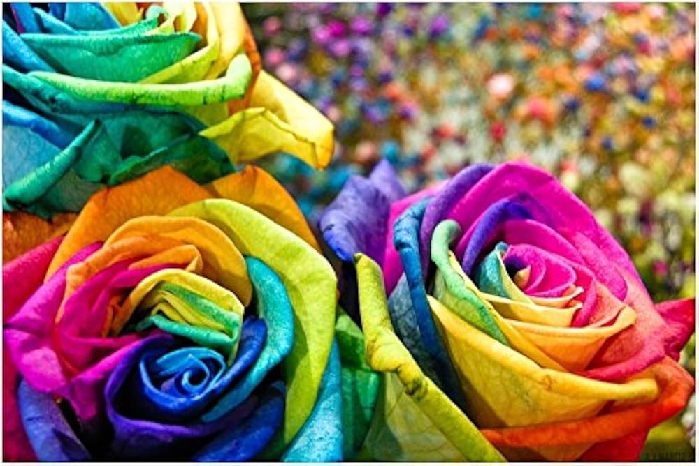 Rainbow Rose Seeds ( Types, Seeds, Beautiful Home & Garden Plants)