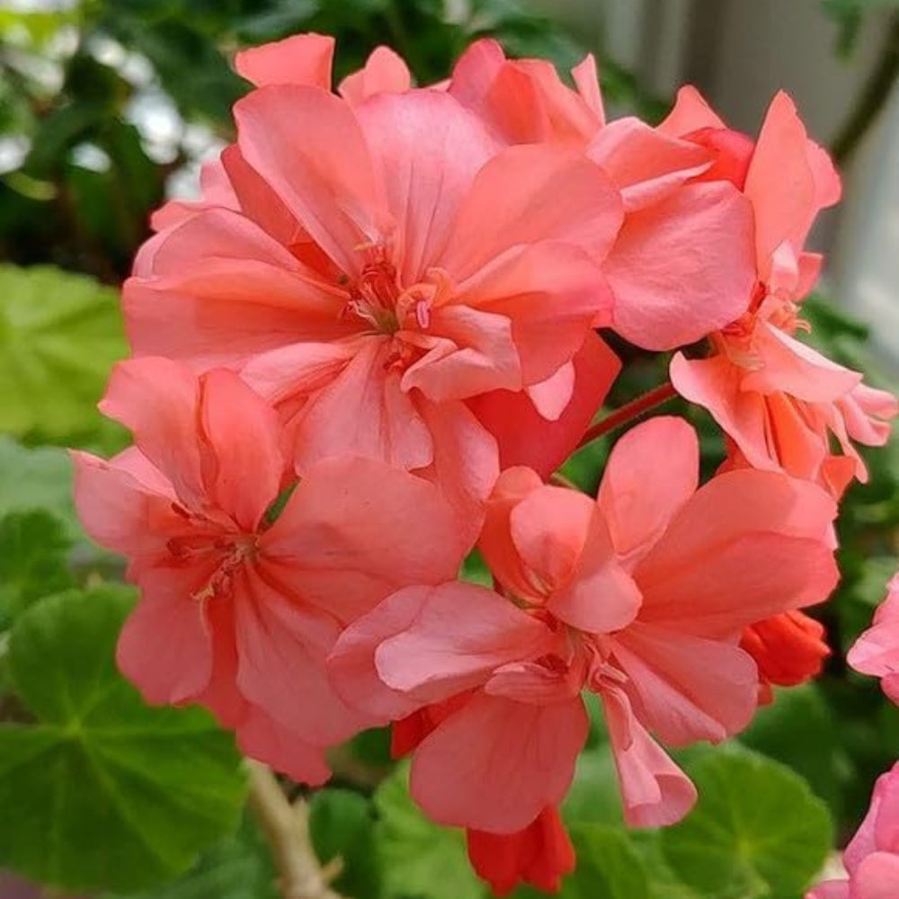 Rare Geranium Flower Seeds for Indoor & Garden Pots