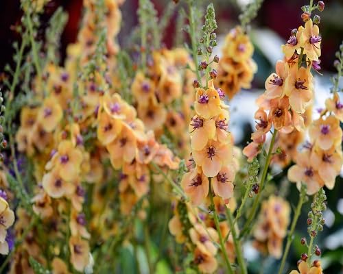 Orange Verbascum Flower - Heirloom, Non - Gmo Seeds