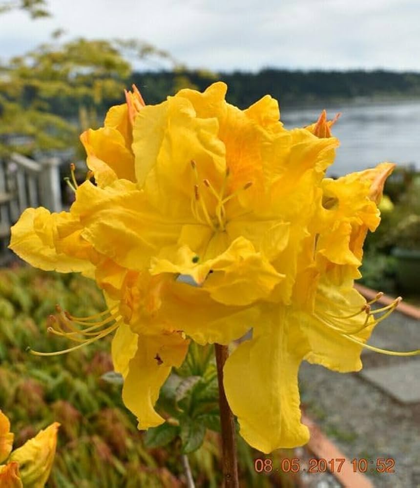 Yellow Rodedendron Yellow Rhododendron Rhododendron spp. Seeds for Planting - Order Now ...