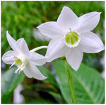 Lily Lilium for planting in flower bed
