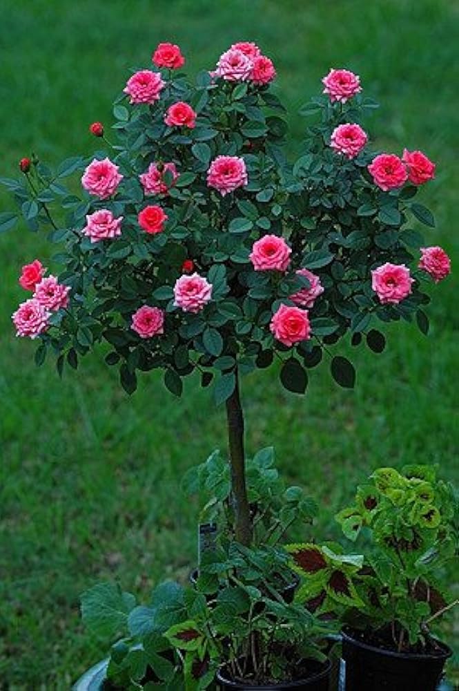 Rose flower seeds for indoor or garden planting