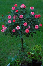 Rose flower seeds for indoor or garden planting