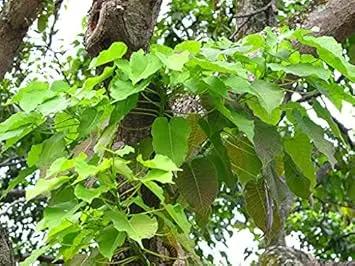 Hura Crepitans Planting Seeds - Non-GMO, Heirloom Tree for planting in home garden