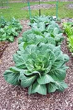 Green Collard Brassica oleracea seeds for garden planting
