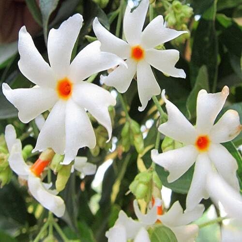 White Night Jasmine Flower - Heirloom, Non - Gmo Seeds