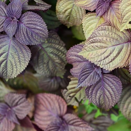 Purple Green Shiso - Heirloom, Non - Gmo Seeds