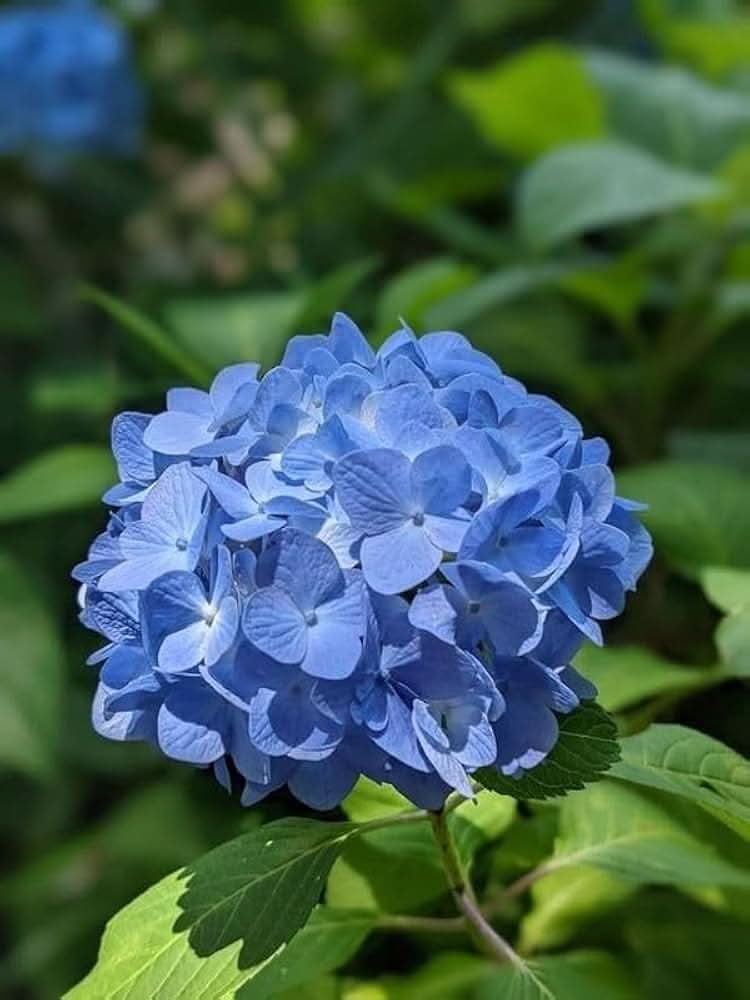Blue Hydrangea Hydrangea macrophylla flower seeds mixed colors for home garden planting