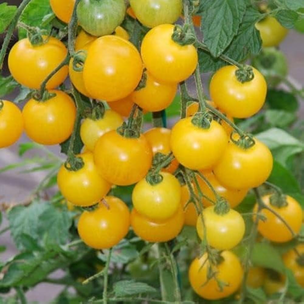 Brandywine Tomato Seeds – Heirloom, Non-GMO, High Germination Organic Garden Seeds