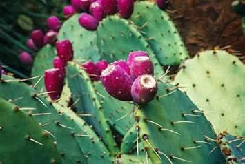 Opuntia Humifusa Plant Seeds for Gardening – Heirloom and GMO Free Seeds for Home Garden