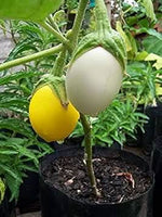 Yellow White Eggplant Solanum melongena for planting in home garden