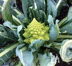 Broccoli Romanesco grown from seeds with fractal-shaped green heads and nutty flavor