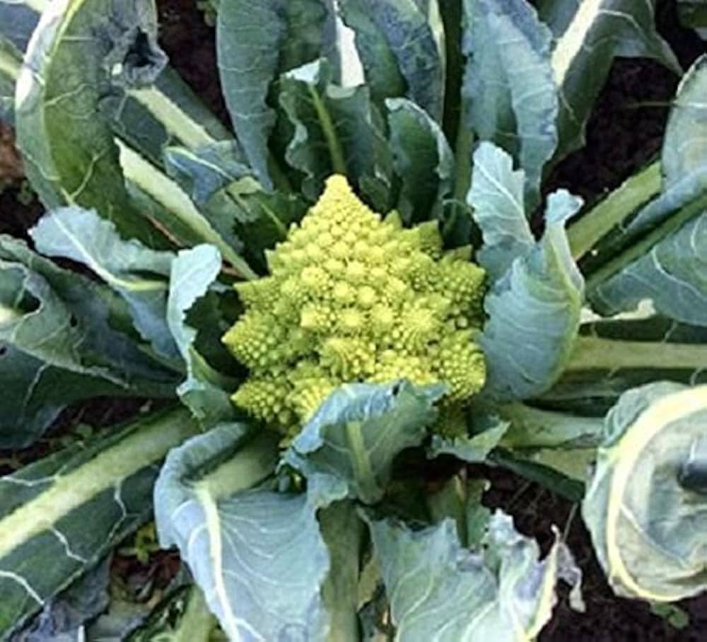 Broccoli Romanesco grown from seeds with fractal-shaped green heads and nutty flavor